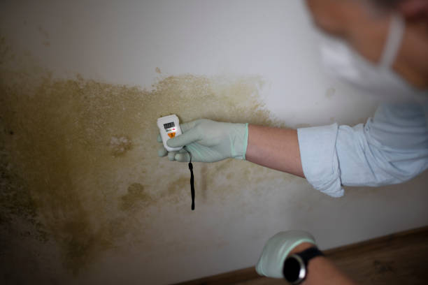 Best Certified Mold Removal  in Edgewood, OH