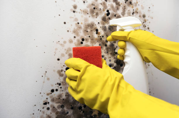 Best Mold Remediation  in Edgewood, OH