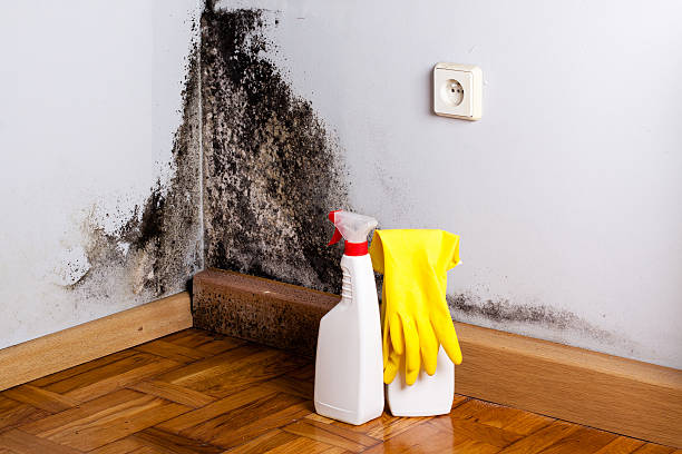 Best Attic Mold Removal  in Edgewood, OH