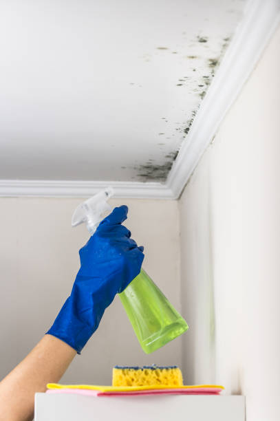 Best Mold Damage Repair  in Edgewood, OH